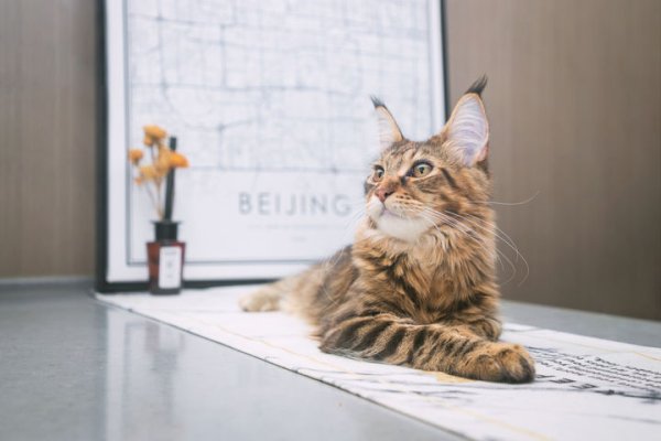 达道宝 最像狮子的猫咪品种